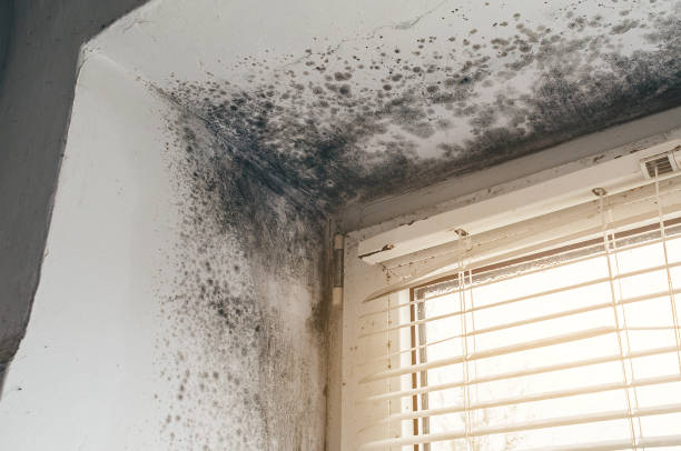 Affordable Mold Removal solutions in Simpson, NC